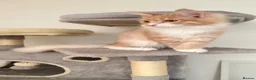 Maine Coon cats for sale: Pedigree Maine coon - Advert 3