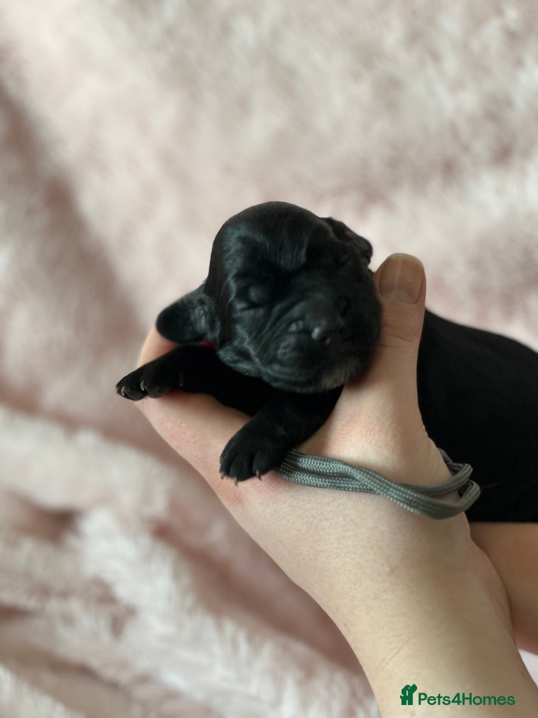 Cocker Spaniel dogs for sale: Cocker Spaniel Pups - Solid & Roan - Farlavale - Advert 5