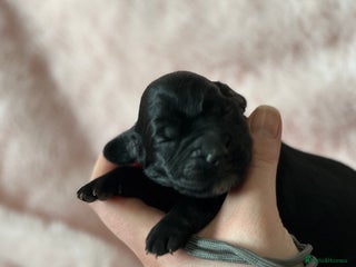 Cocker Spaniel dogs Cocker Spaniel Pups - Solid & Roan - Farlavale - Advert 9