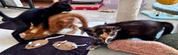 Mixed Breed cats for sale: Amiable bengal&tabby mixed kittens - Advert 26