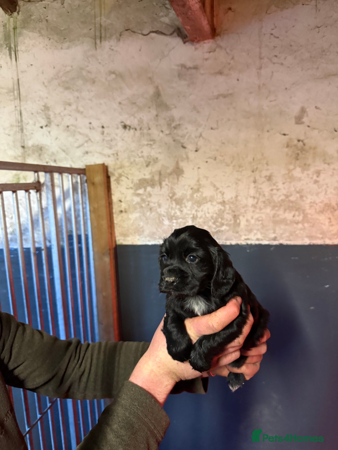 Cocker Spaniel dogs for sale: KC reg working cocker spaniel pup - Advert 1
