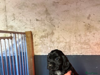 Cocker Spaniel dogs KC reg working cocker spaniel pup - Advert 17