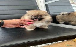 Pomeranian dogs for sale: Stunning 🧸 Teddy 🏆 Champion Line Boy - Image 3