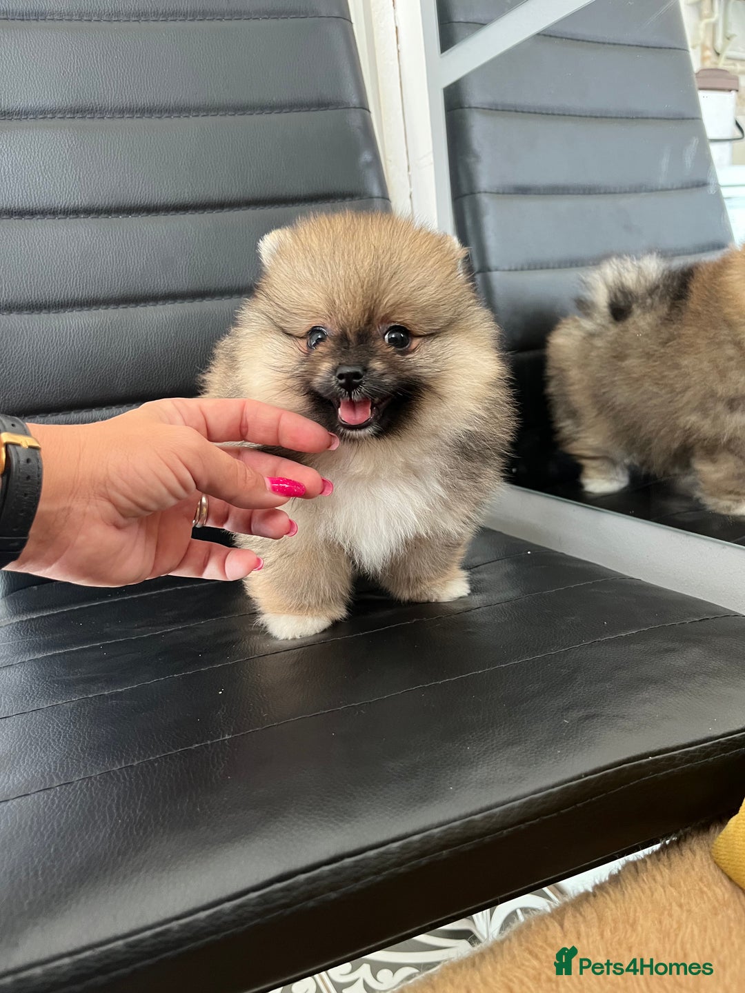 Pomeranian dogs for sale: Stunning 🧸 Teddy 🏆 Champion Line Boy - Image 3