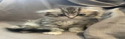 Mixed Breed cats for sale: Scottish fold / straight kittens  - Advert 7