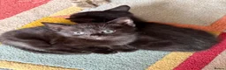 Mixed Breed cats for sale: 5 beautiful Kittens  - Advert 14
