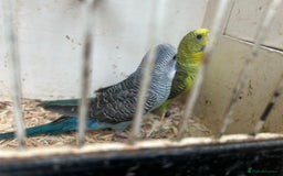 Budgerigars birds for sale: Budgies for sale, black wings, all in good health  - Image 12