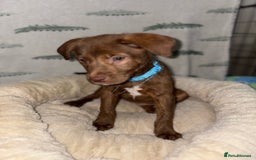 Mixed Breed dogs for sale: 6 Beautiful Fur Babies - Image 15