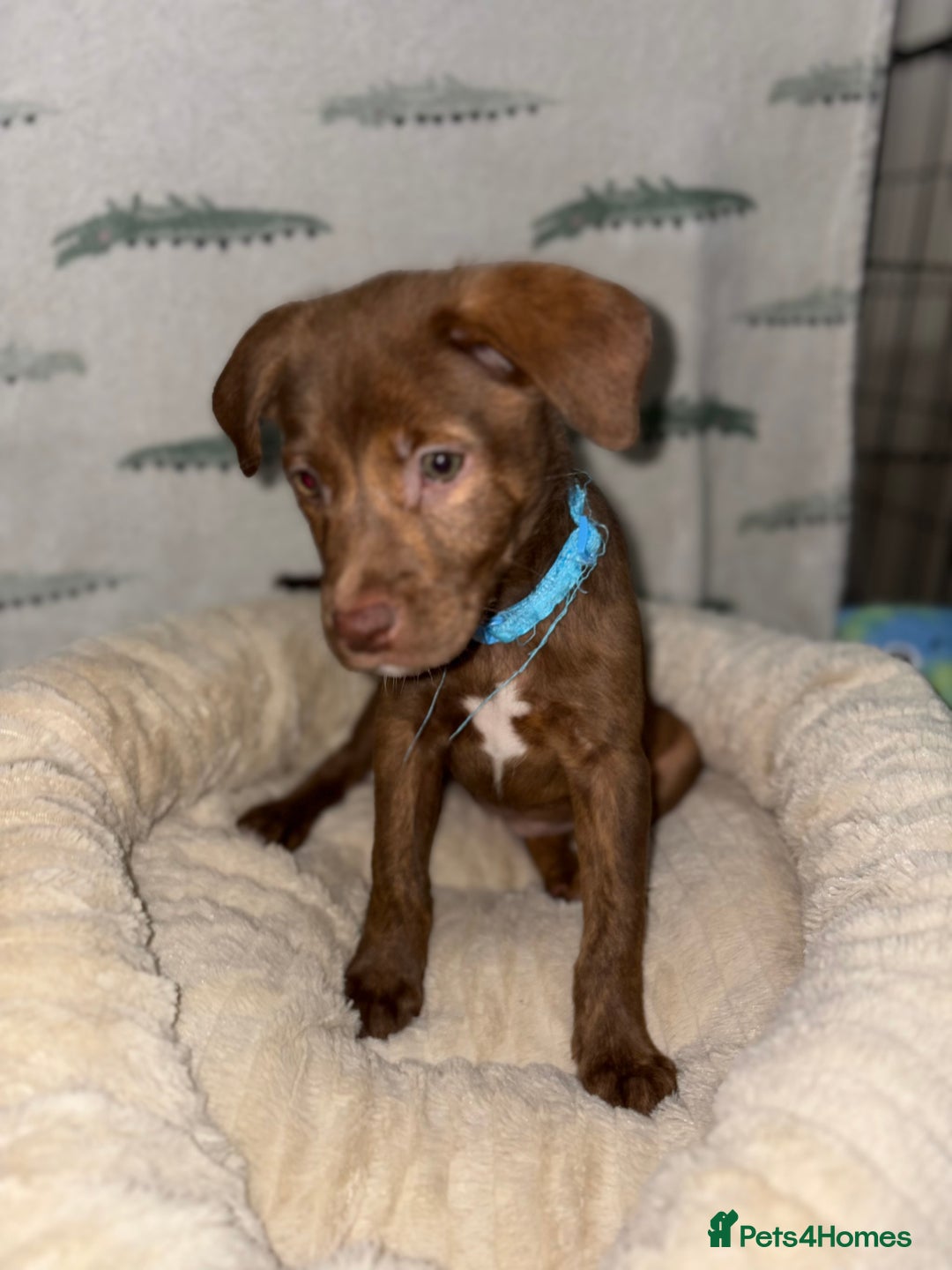 Mixed Breed dogs for sale: 6 Beautiful Fur Babies - Image 15
