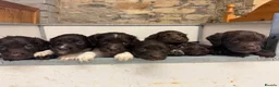 Sprocker dogs for sale: Sprocker spaniel puppies - Advert 9