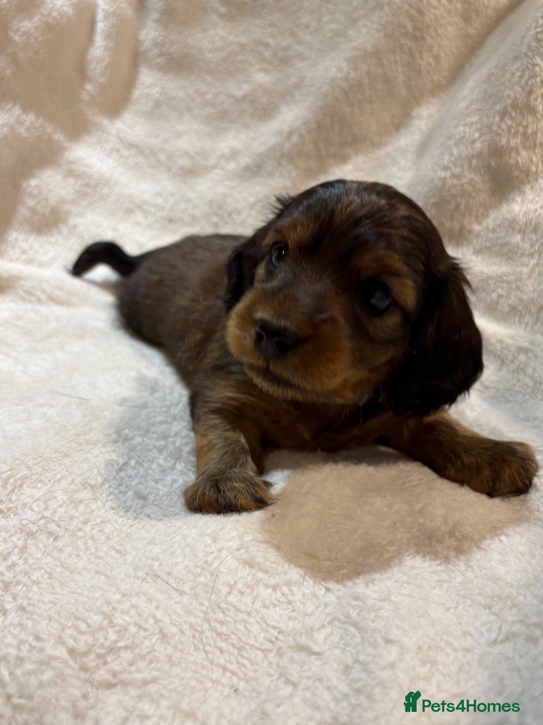 Miniature Dachshund dogs for sale: Beautiful Pedigree KC Reg Mini Longhair Dachshunds - Advert 8
