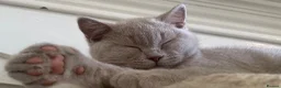 British Shorthair cats for sale: Championship line GCCF British Shorthair Kittens - Advert 32