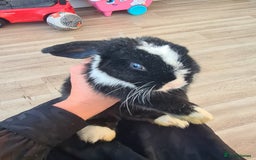 Mini Lop rabbits for sale: Mini lop buck - Advert 1
