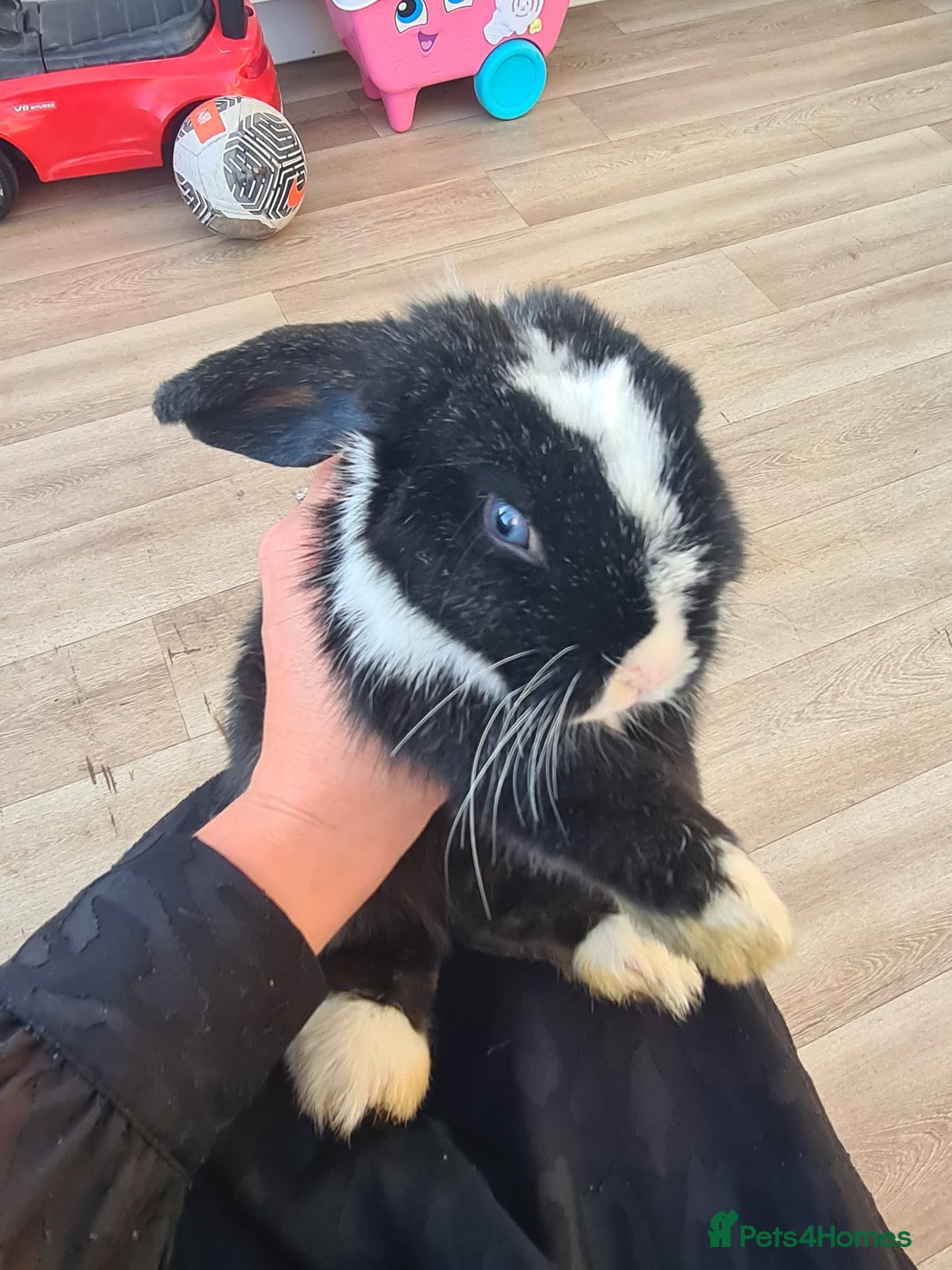 Mini Lop rabbits for sale: Mini lop buck - Advert 1