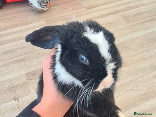 Mini Lop rabbits for sale: Mini lop buck - Advert 1