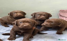 Labrador Retriever dogs for sale: KC SILVER/CHOCOLATE PEDIGREE LABRADOR PUPIES - Image 1