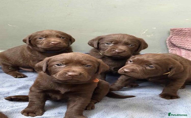 Labrador Retriever dogs - Advert 1