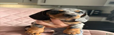 Miniature Dachshund Puppy 3