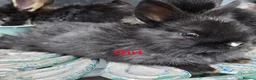 Lionhead rabbits for sale: Cutest Pure lionhead and lionhead French lop - Advert 5