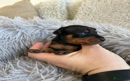 Miniature Pinscher dogs for sale: Stunning KC Miniature Pinscher puppies - Image 7