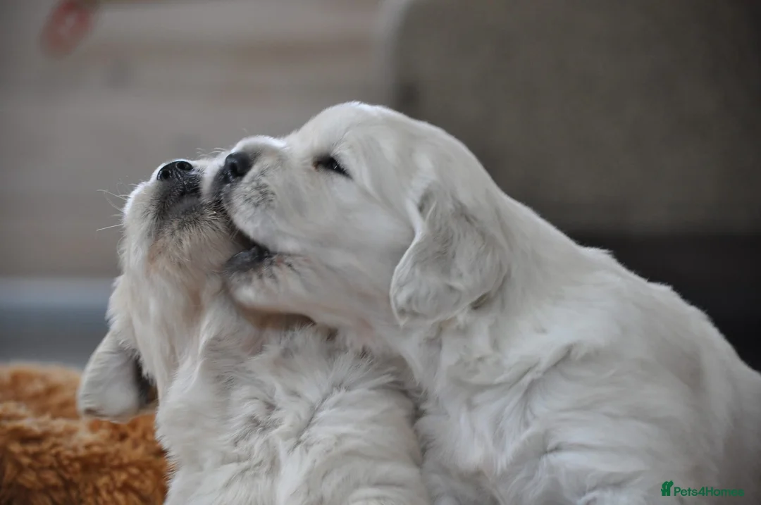 Golden Retriever dogs for sale: White Golden retrievers available  - Advert 1