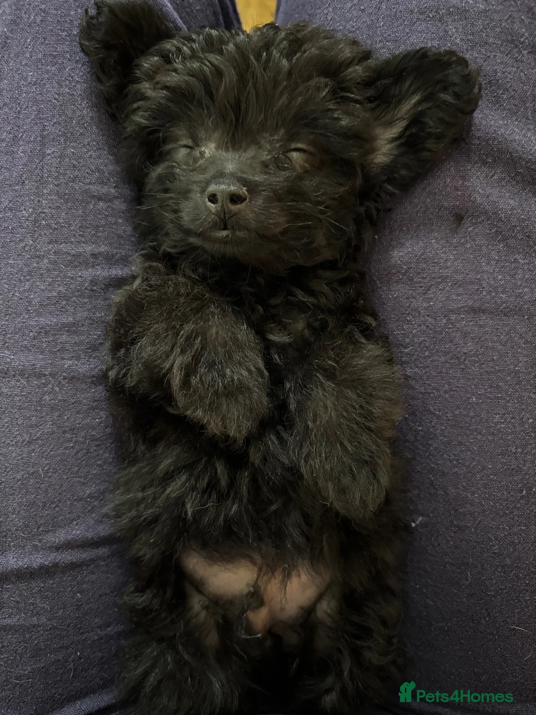 Jackapoo dogs for sale: 14 Week Old Jackapoo Puppy – Loving Home Wanted in Sevenoaks - Advert 13