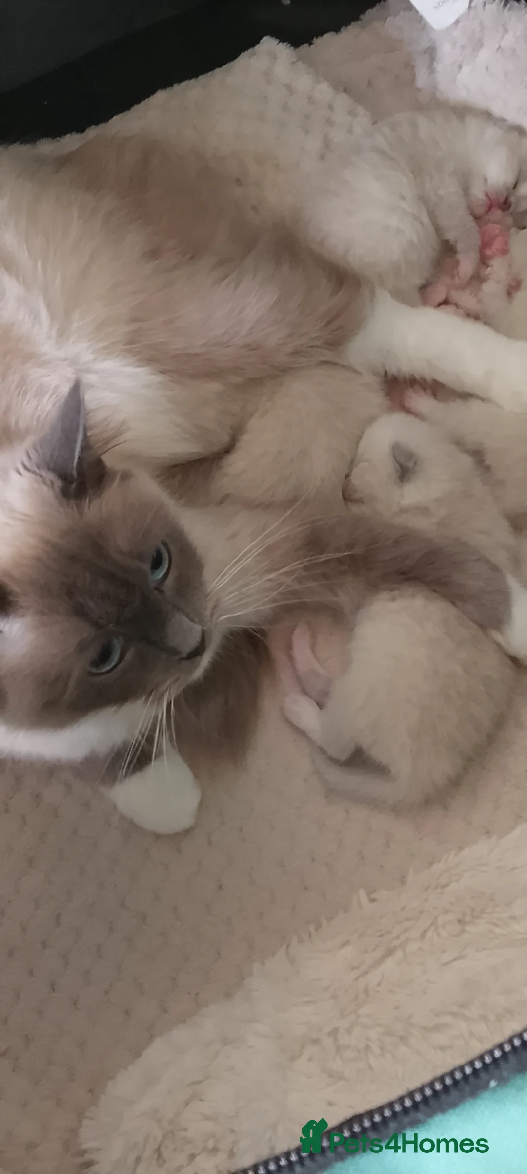 Ragdoll cats for sale: 3 beautiful blue mitted ragdoll BSH kittens  - Advert 19