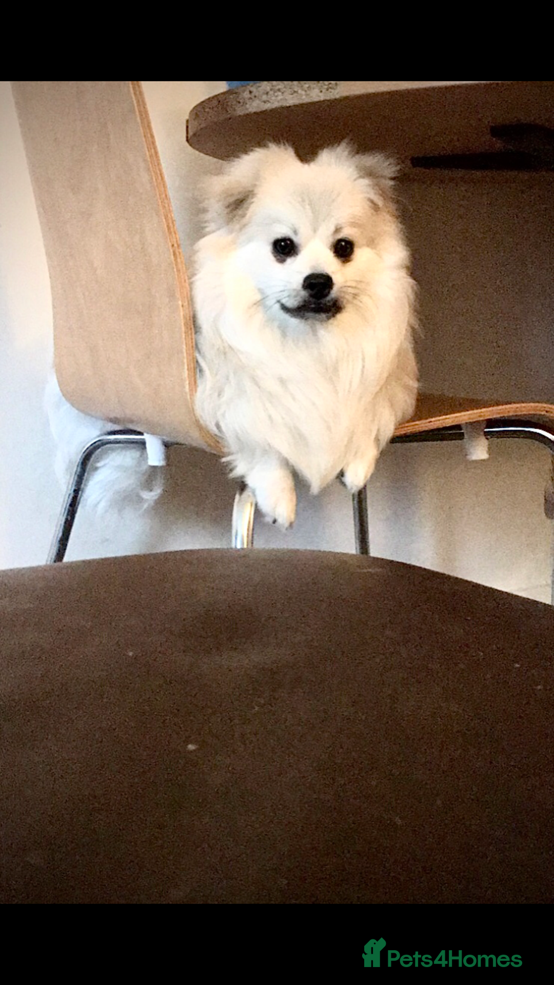 Mixed Breed dogs for sale: Gentle White Pomeranian Needs Loving Forever Home  - Advert 6