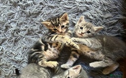 Bengal cats for sale: Gemini grey beauties - Image 2