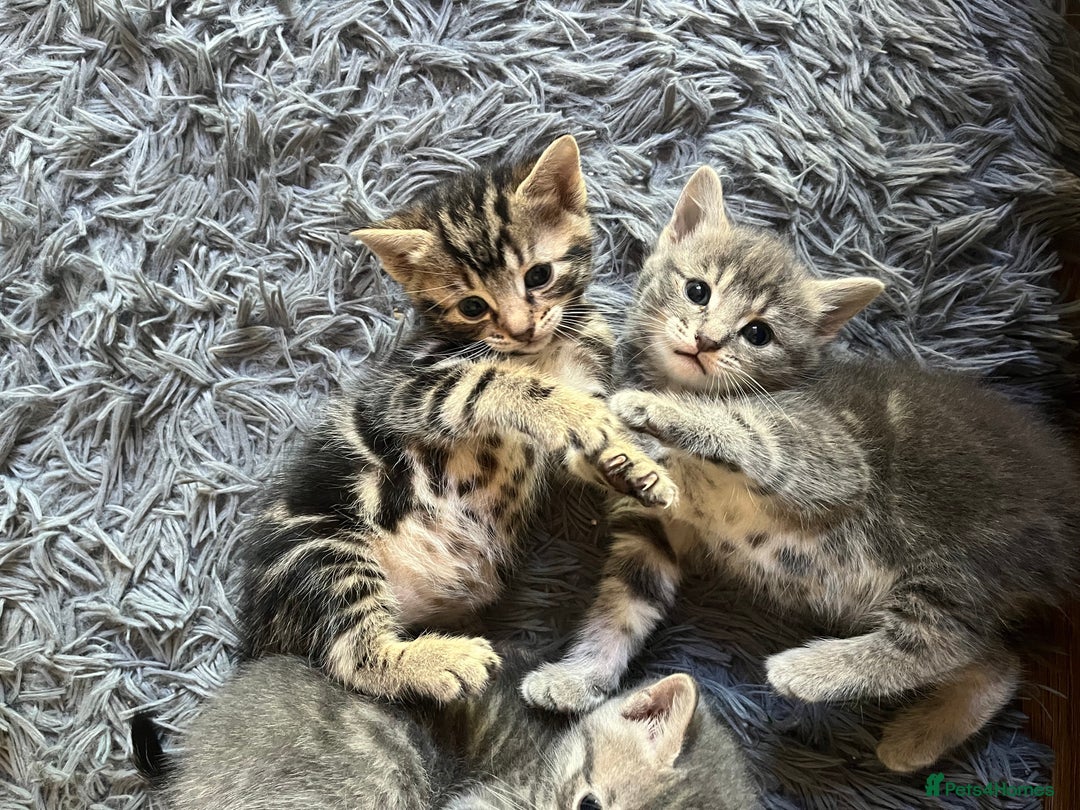 Bengal cats for sale: Gemini grey beauties - Image 2