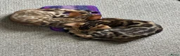 Bengal cats for sale: Two Bengal Kittens - Advert 7
