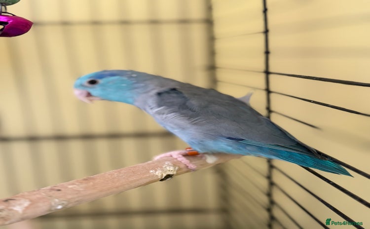Parakeets birds - Advert 2
