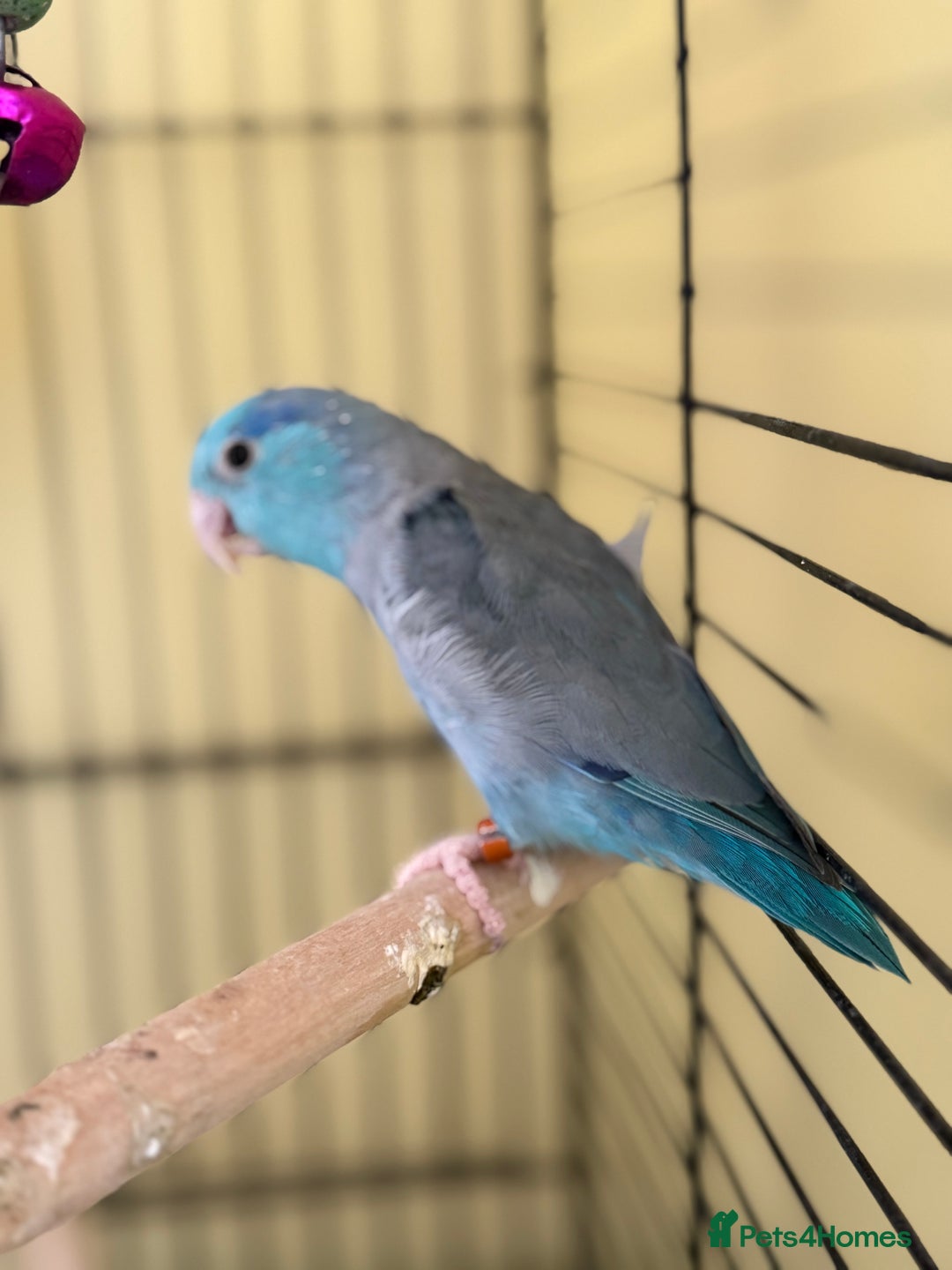 Parakeets birds for sale: 8 year old parrotlet Bluey  - Image 1