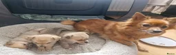 Mixed Breed dogs for sale: Pomchi x Jackawawa puppies - Advert 2
