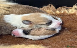 Welsh Corgi Pembroke dogs for sale: Top Pembrokeshire corgis fab Health & temprement  - Image 4