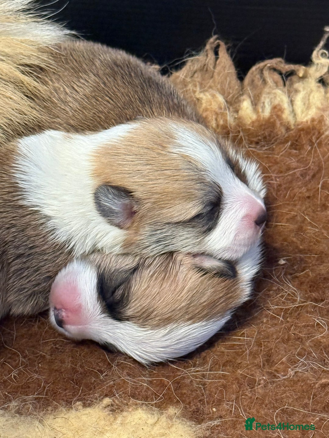Welsh Corgi Pembroke dogs for sale: Top Pembrokeshire corgis fab Health & temprement  - Image 4