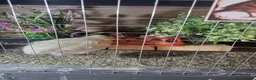 Quail poultry for sale: Quails and full set up - Advert 18
