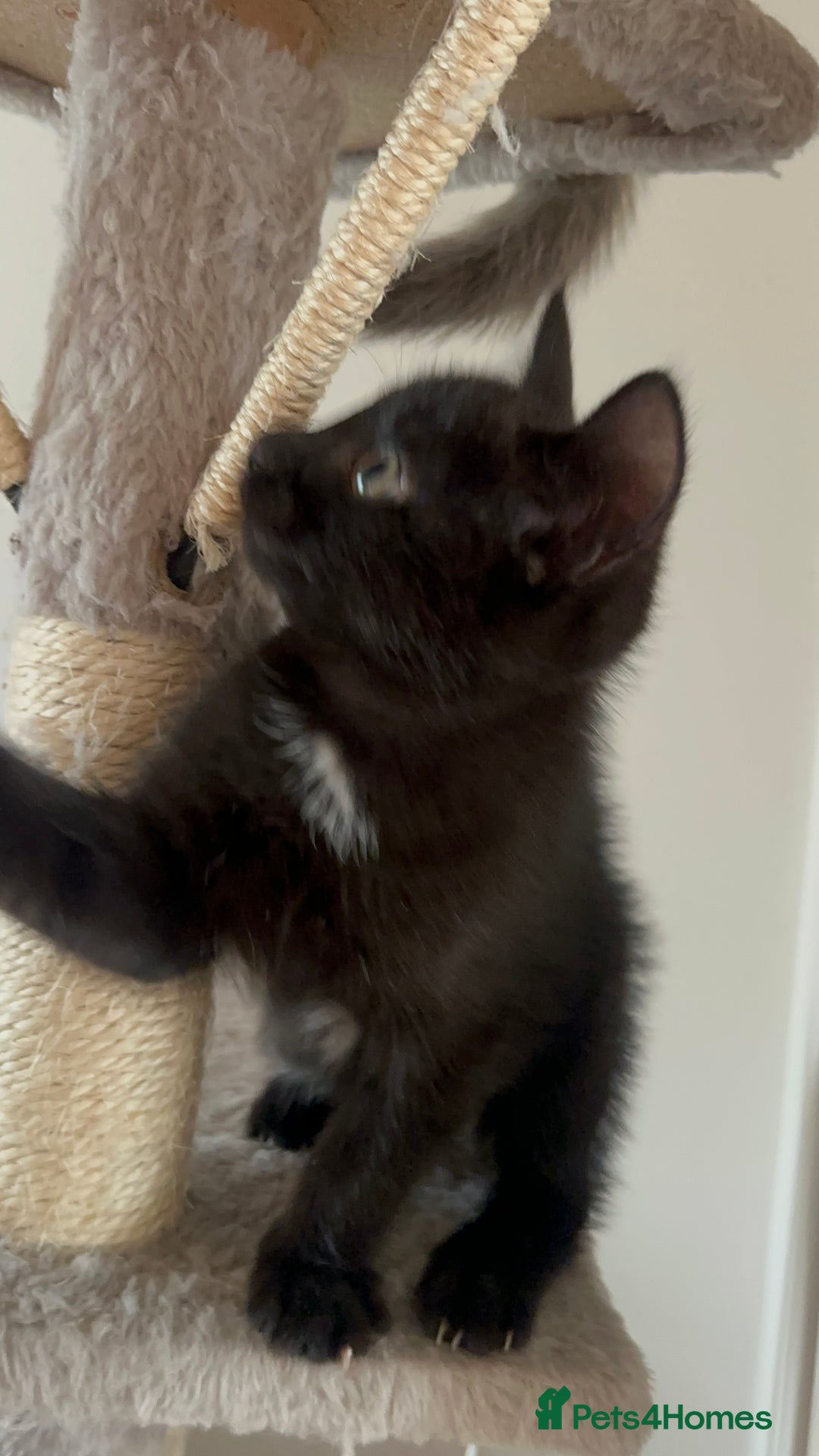 Ragdoll cats for sale: Ragdoll mix - Advert 16