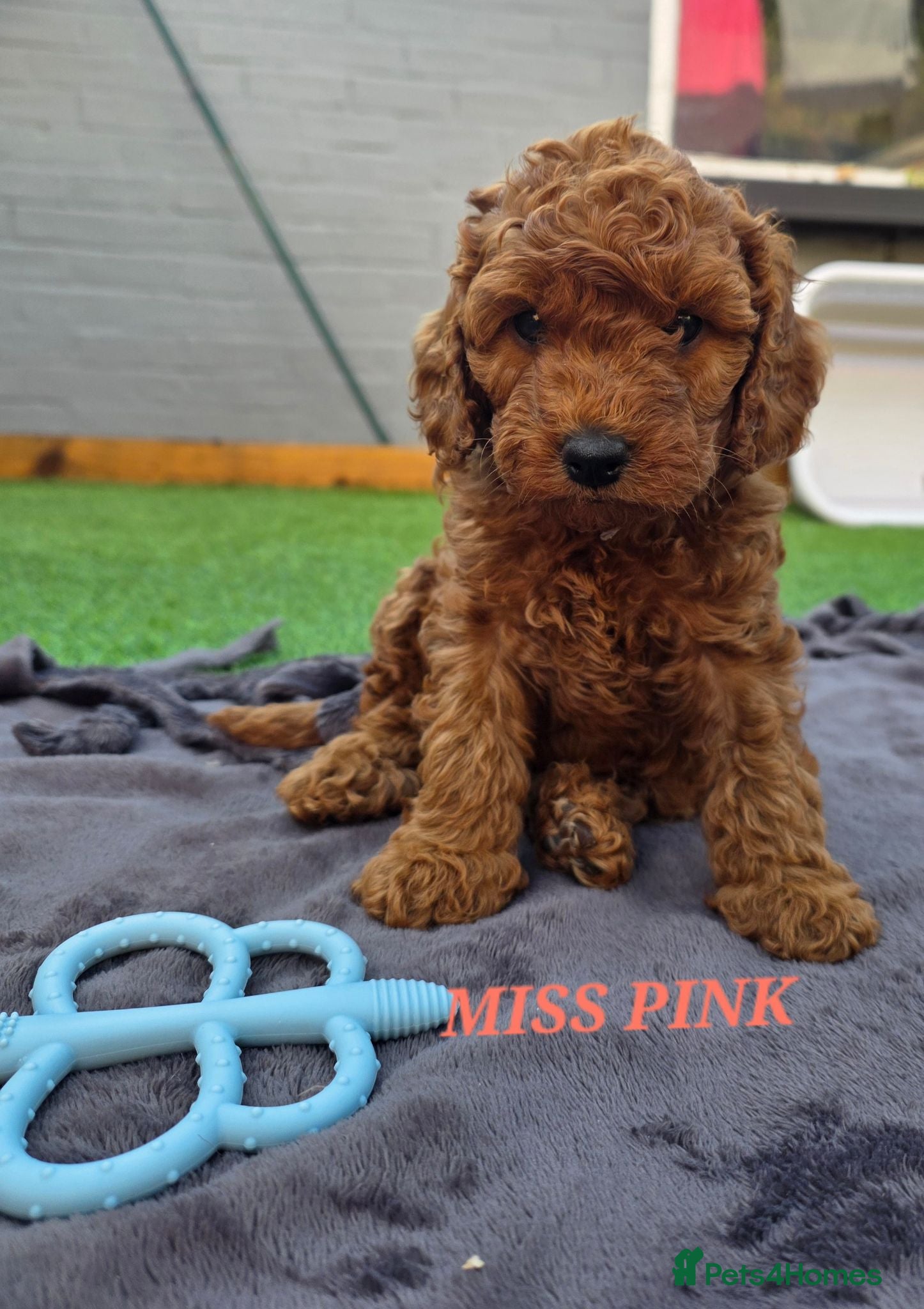 Cavapoo dogs LAST FOX RED GORGEOUS GIRL AVAILABLE NOW - Advert 15