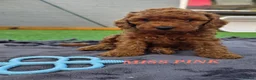 Cavapoo dogs for sale: LAST FOX RED GORGEOUS GIRL AVAILABLE NOW - Advert 1