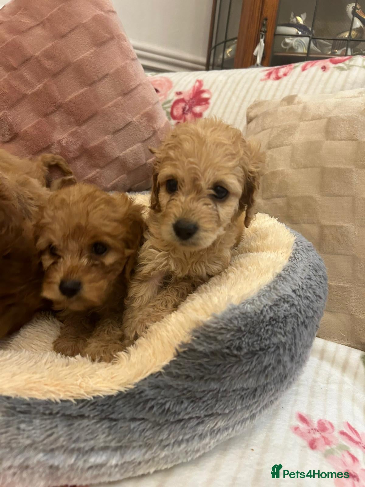 Cockapoo dogs for sale: Adorable cockapoo puppies - Advert 18