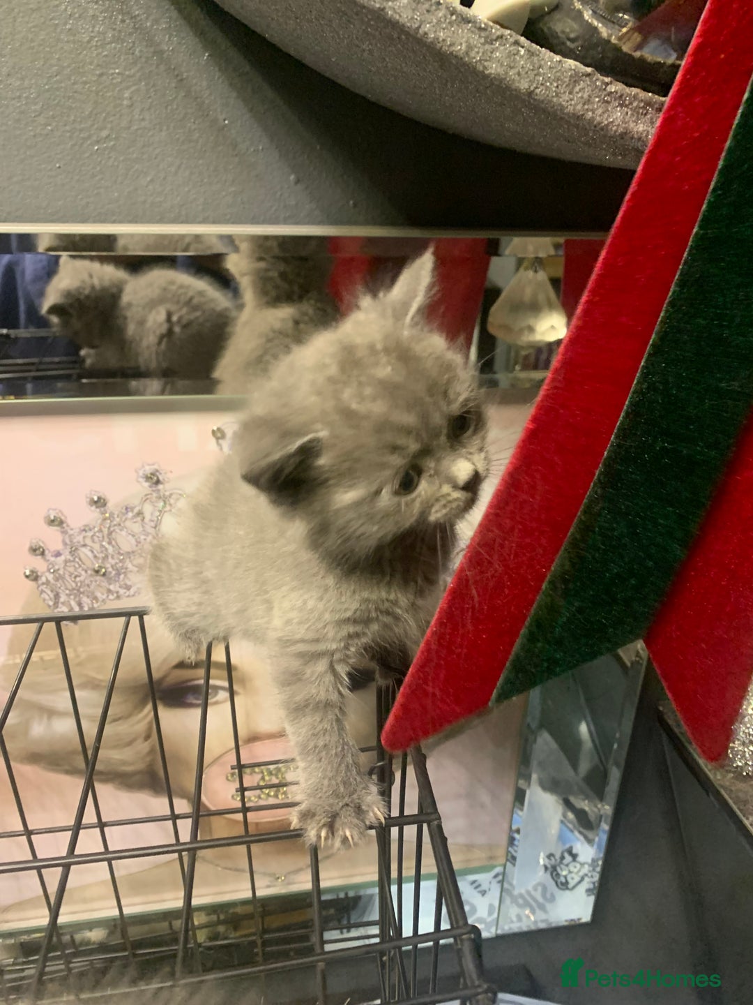 Ragdoll cats for sale: Ragdoll x British shorthair  - Image 9