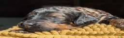 Mixed Breed dogs for sale: Rottweiler / Rottidoodle puppies - Advert 33