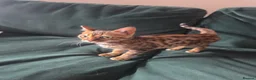 Bengal cats for sale: Female Bengal  - Advert 2