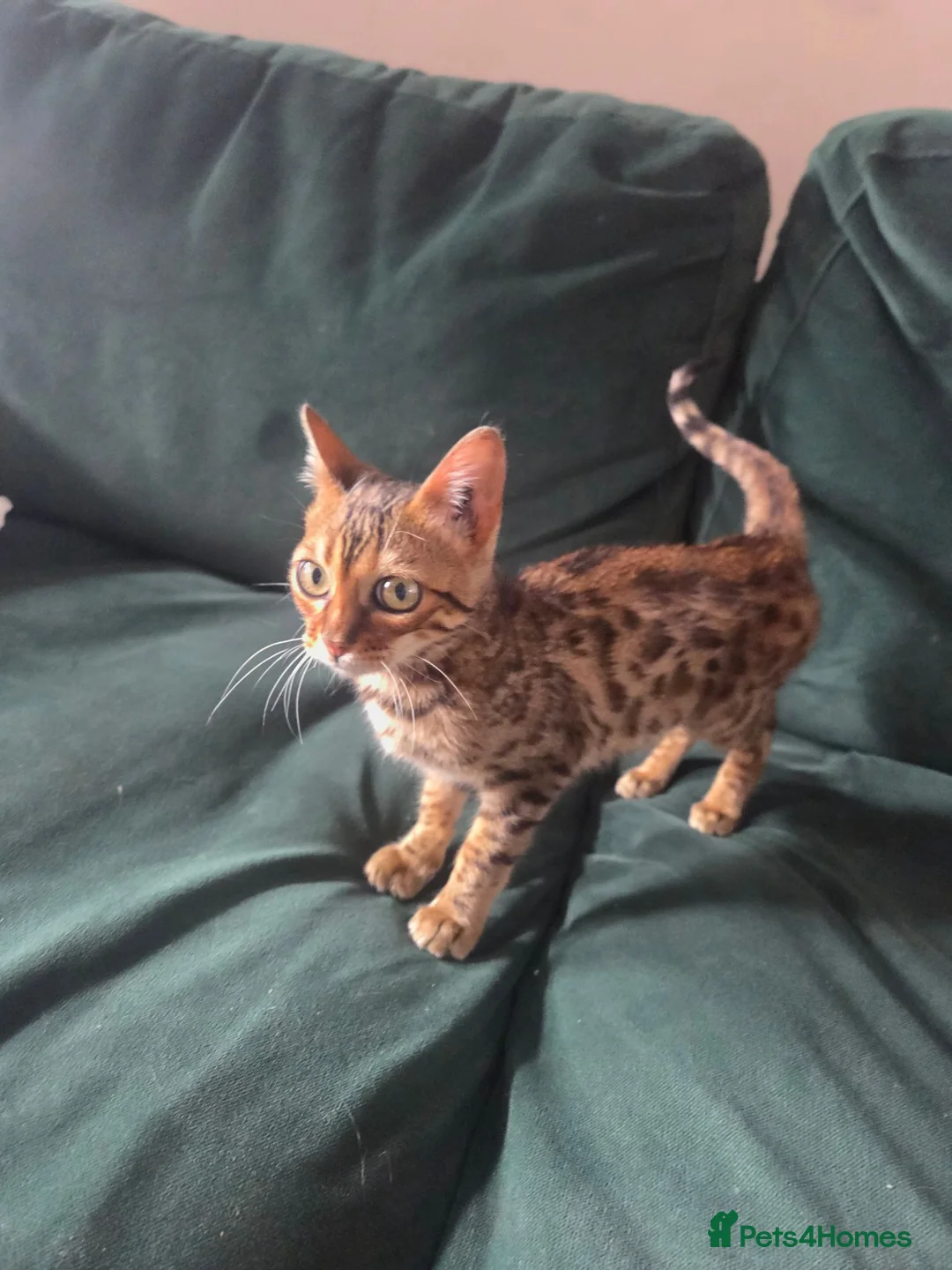 Bengal cats for sale: Female Bengal  - Advert 2