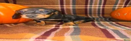 Miniature Dachshund dogs for sale: Dachshund Puppies - Advert 7