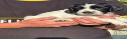 English Springer Spaniel dogs for sale: English Springer Spaniel puppies for sale. - Advert 13