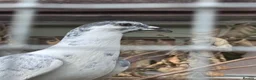 Pigeons birds for sale: Homing pigeons  - Advert 4