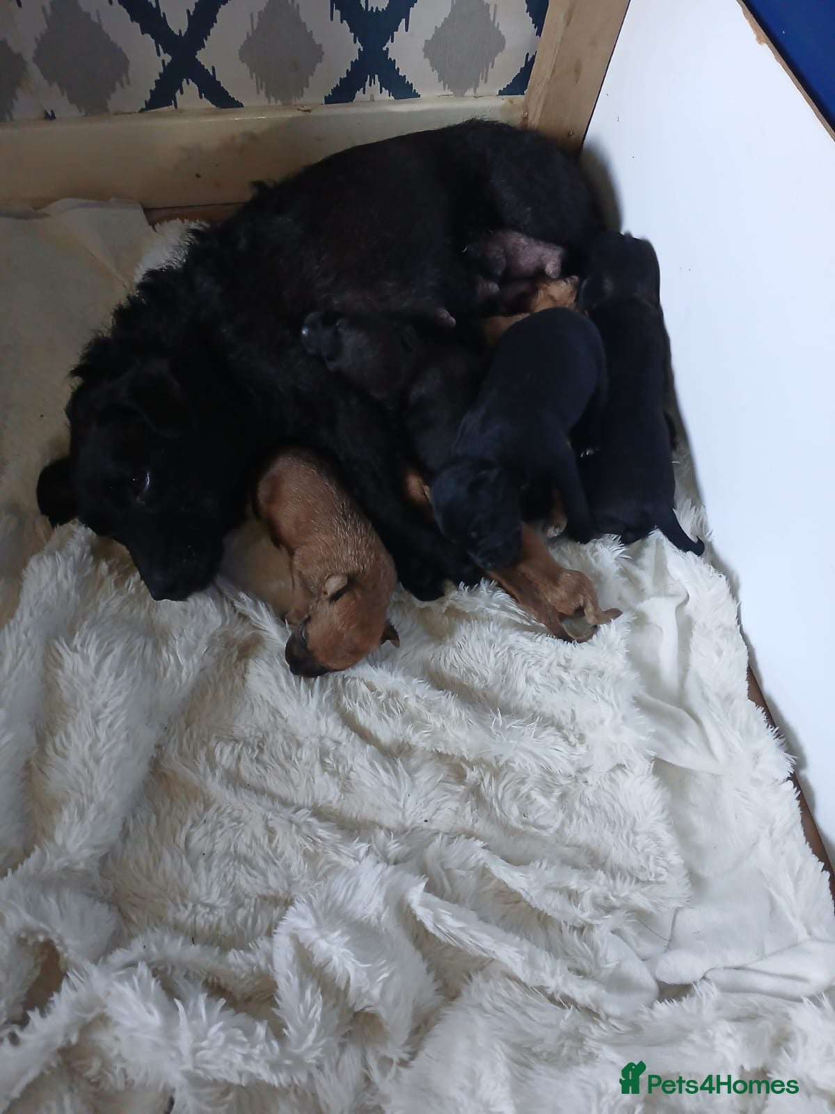 Patterdale Terrier dogs Patterdale Jack Russel puppies - Advert 2