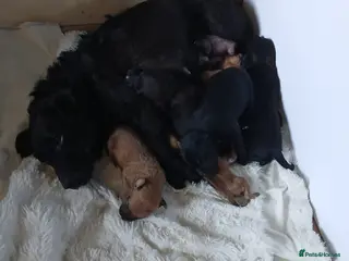 Patterdale Terrier dogs Patterdale Jack Russel puppies - Advert 1